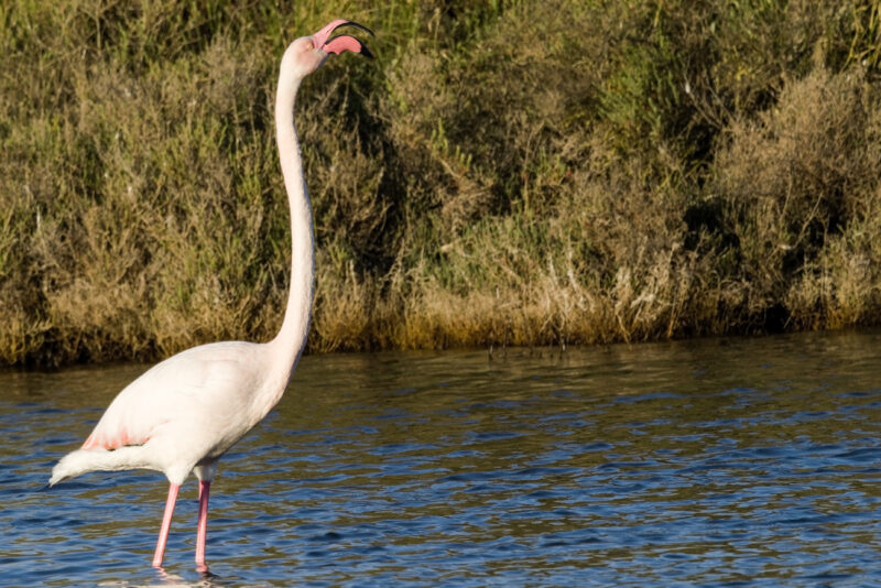 Flamant rose mâle